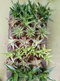 3" Aloe Assortment